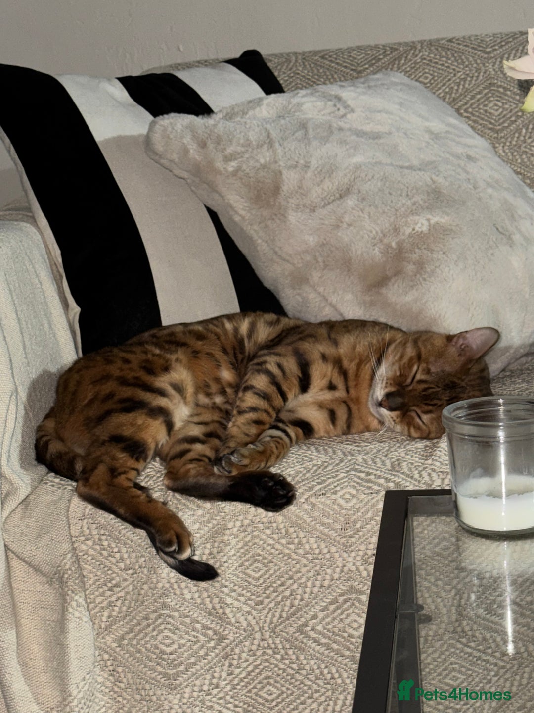 Bengal cats for sale: Bengal boy - Image 4