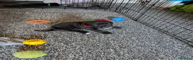 Cane Corso 3