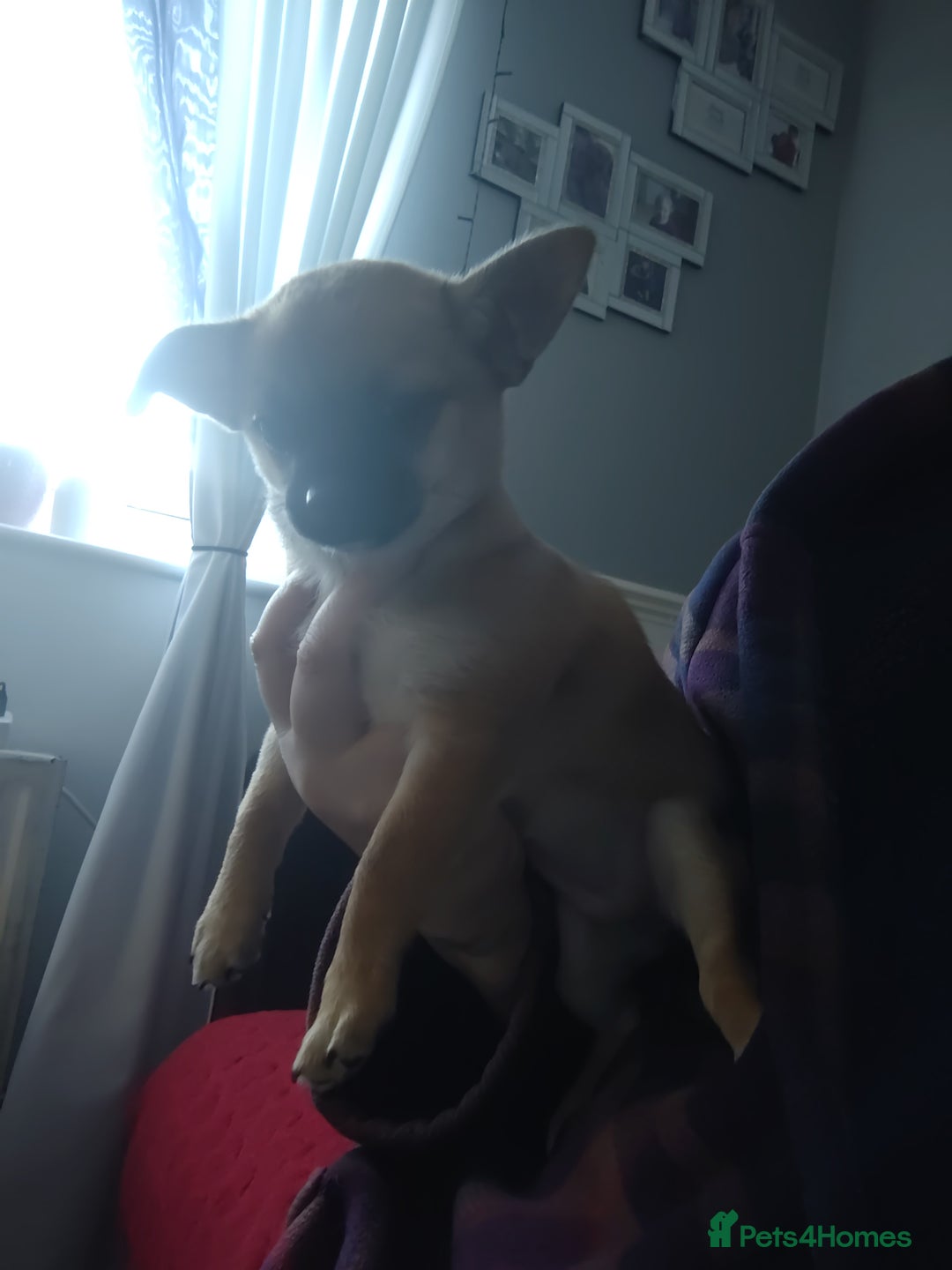 Pomchi dogs for sale: Pomchi girl phoebe  - Advert 3