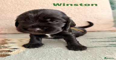 Cocker Spaniel dogs - Advert 4