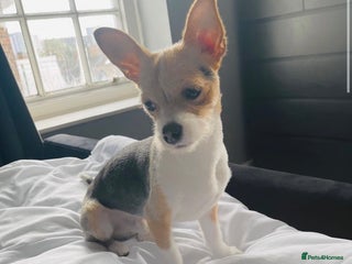 Chihuahua dogs in Wembley - Advert 17