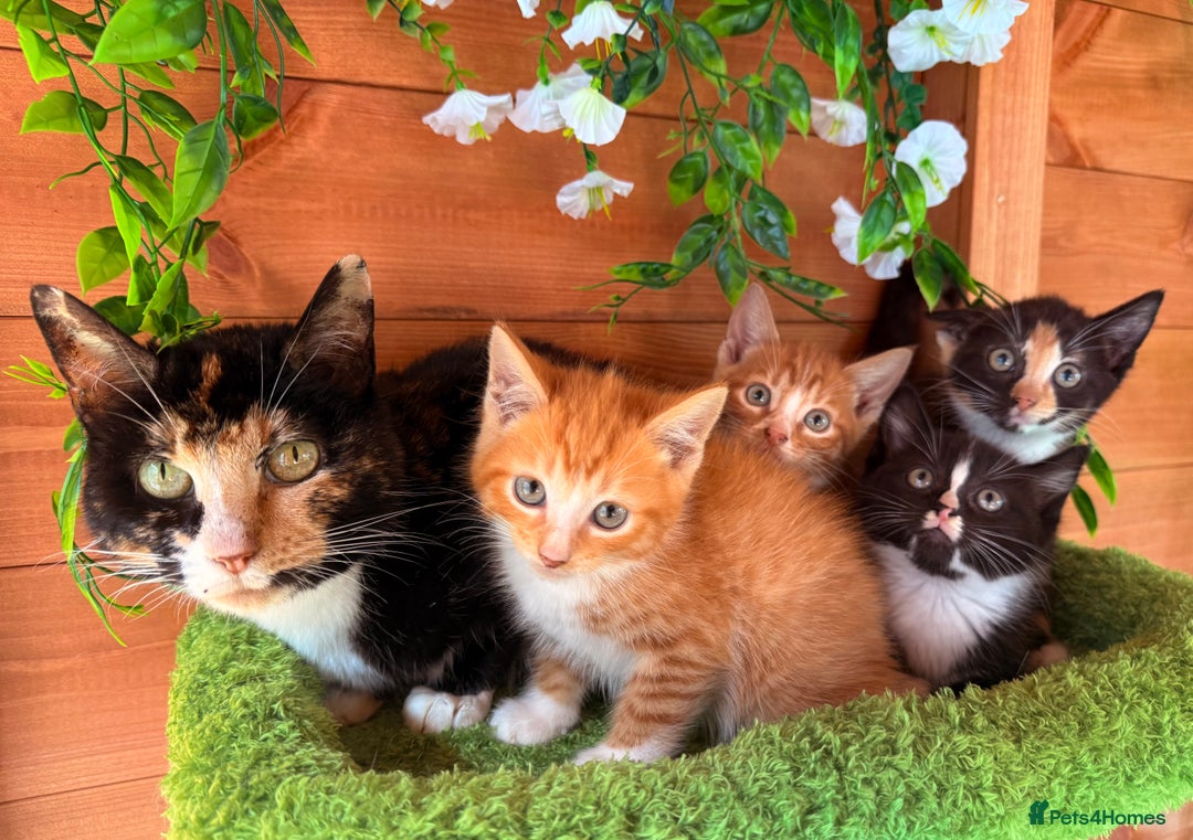 Domestic Shorthair cats for sale: GORGEOUS SHORT HAIRED FAMILY KITTENS  - Image 5