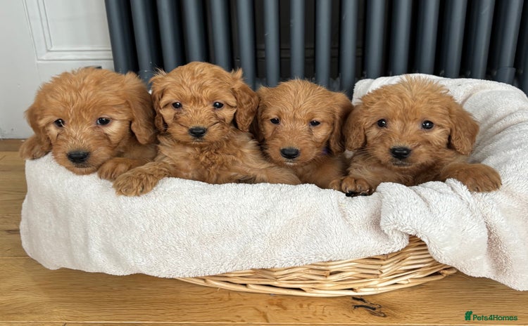Labradoodle dogs ⭐️ Stunning F1b Labradoodle Puppies KC Parents ⭐️ - Advert 2