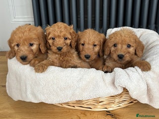Labradoodle dogs ⭐️ Stunning F1b Labradoodle Puppies KC Parents ⭐️ - Advert 1