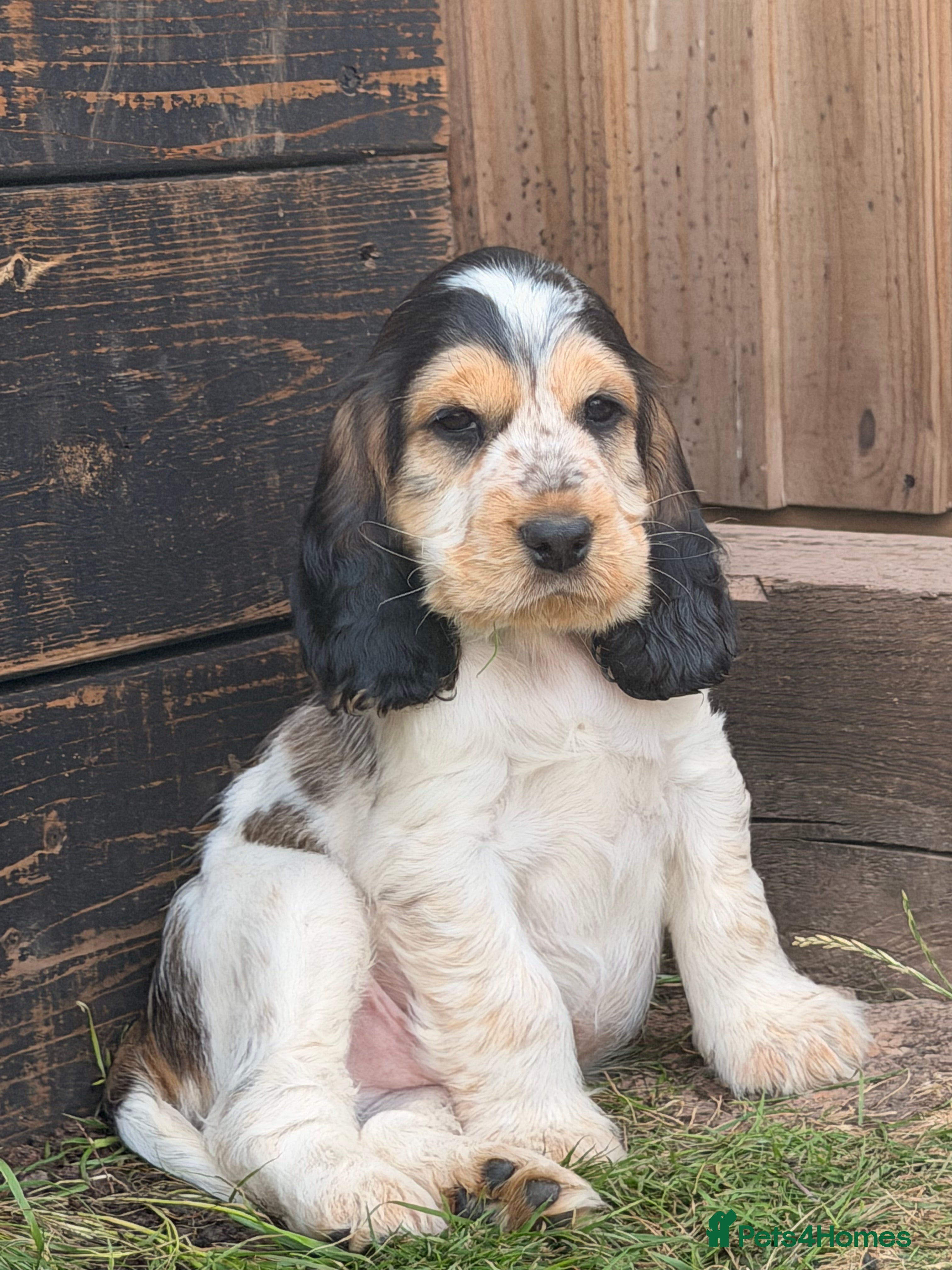 Cocker Spaniel dogs Outstanding KC Show cocker spaniel puppies - Advert 1