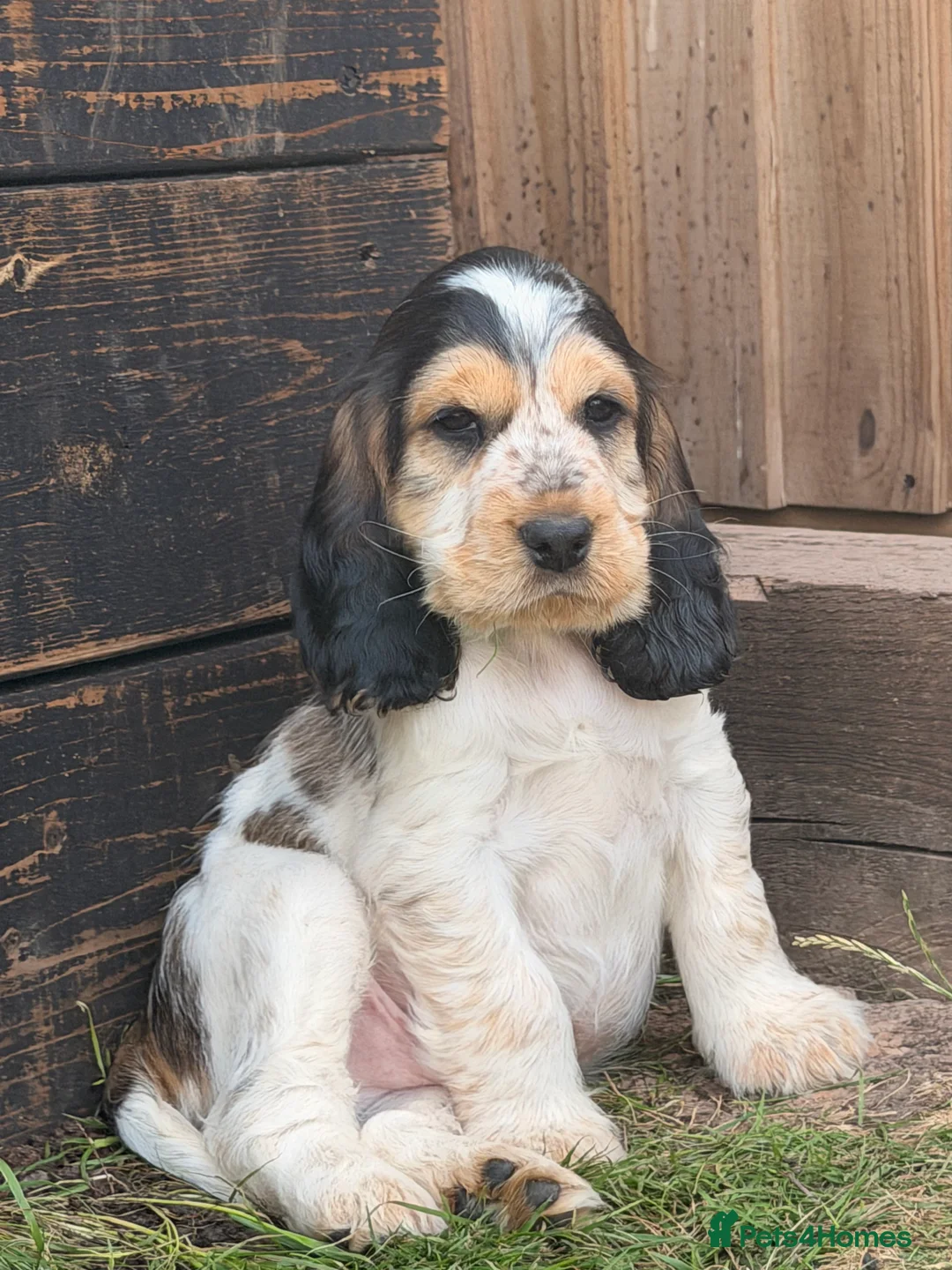 Cocker Spaniel dogs for sale: Outstanding KC Show cocker spaniel puppies - Advert 1