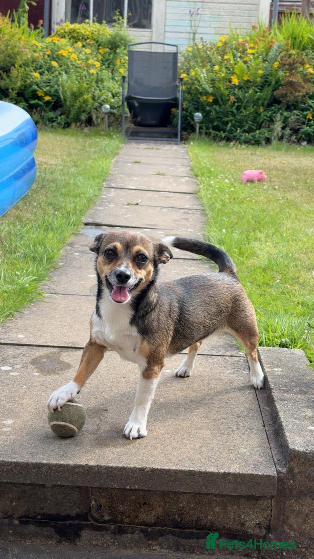 Mixed Breed dogs for sale: Beautiful Girl Bambi - Advert 1