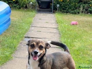 Mixed Breed dogs Beautiful Girl Bambi - Advert 8