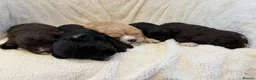 Cavapoo dogs for sale: Cavapoo puppies f1  - Advert 40