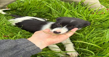 Border Collie dogs - Advert 11