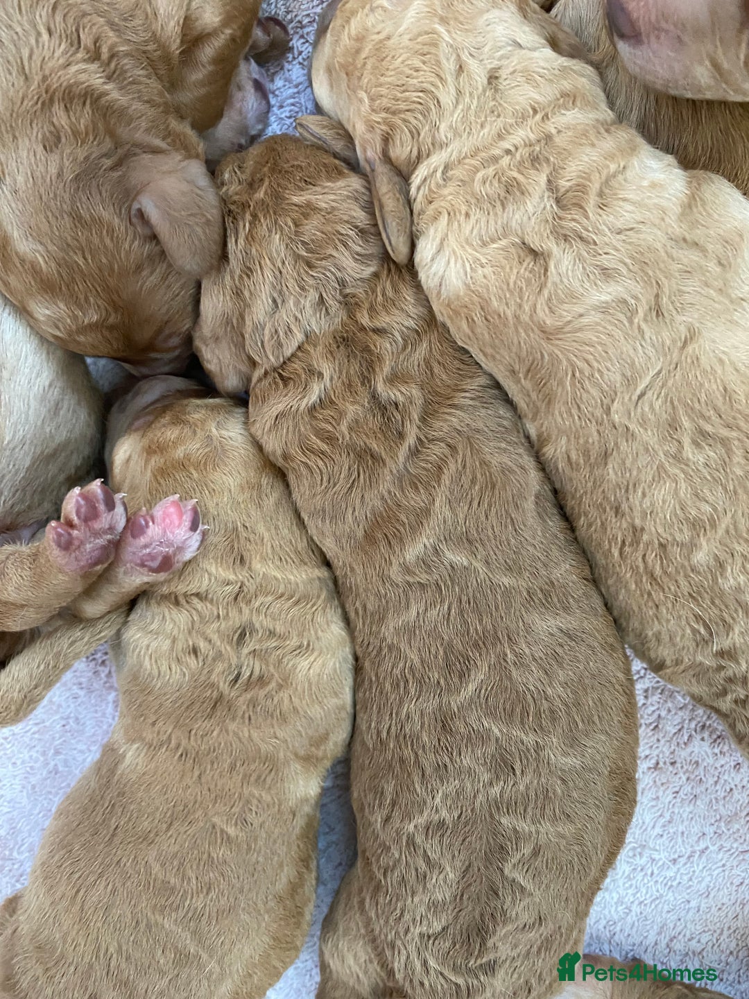 Labradoodle dogs for sale: F1 Red Miniature Labradoodles  - Advert 35