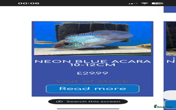 Cichlids fish for sale: 420l tank set up, loads of tropical fish - Image 5