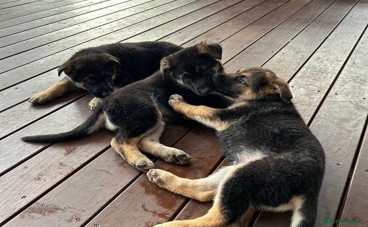 German Shepherd dogs - Advert 1