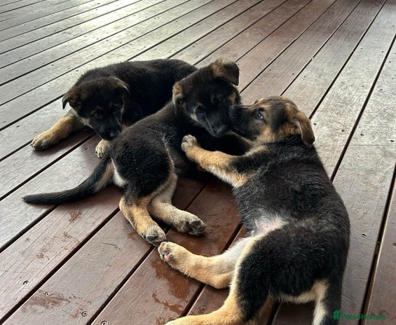 German Shepherd dogs - Advert 12