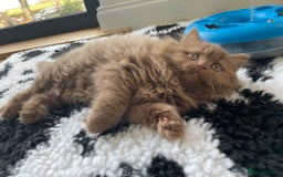 British Longhair cats for sale: Stunning litter of British long hair - Image 14