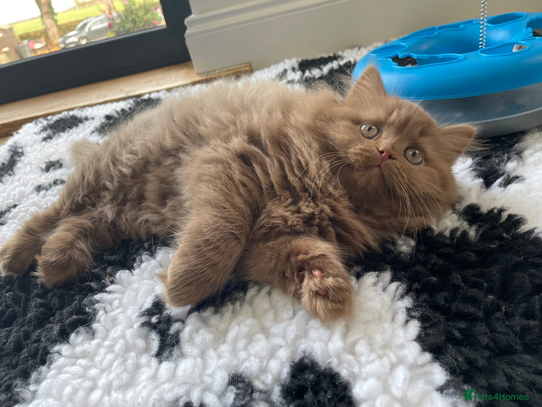 British Longhair cats for sale: Stunning litter of British long hair - Image 14