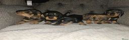 Dachshund dogs for sale: Wirehaired daschund pups - Advert 19