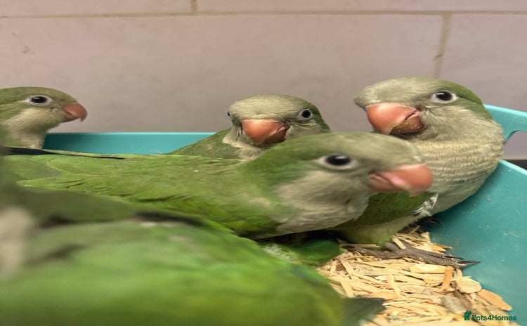 Parrots birds - Advert 15
