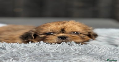 Shih Tzu dogs - Advert 3