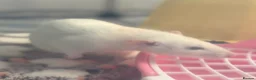 Rat rodents for sale: Two female fancy rats and their whole setup  - Advert 8