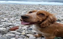 Cocker Spaniel dogs for sale: Male Cocker Spaniel - Image 2