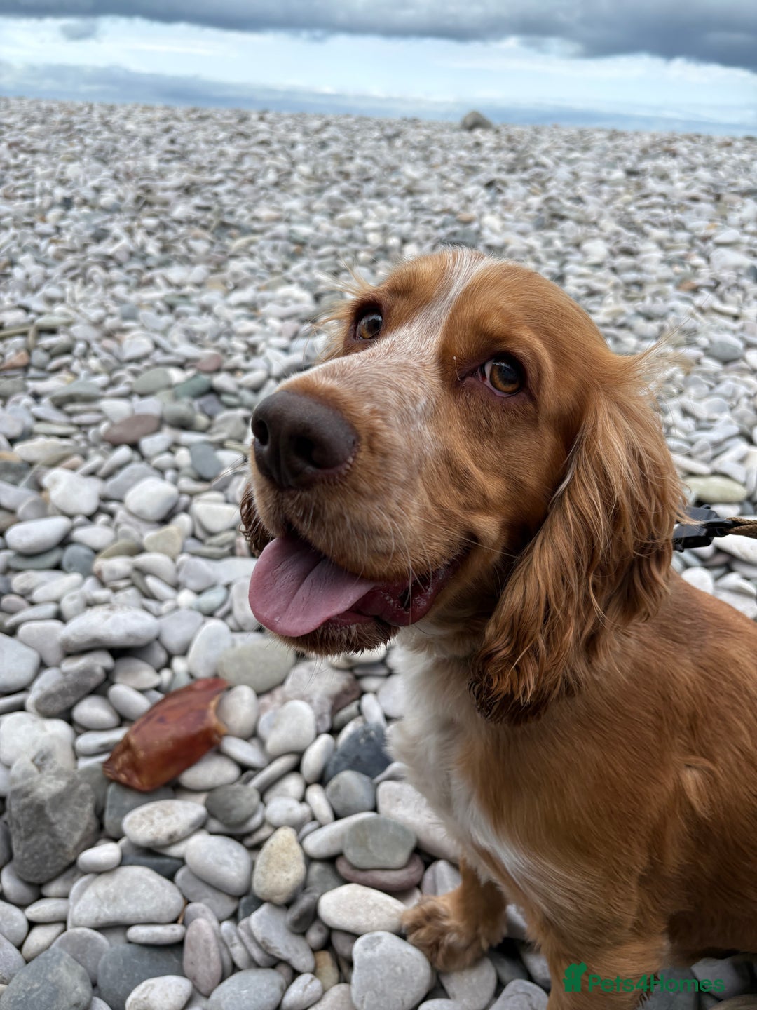 Cocker Spaniel dogs for sale: Male Cocker Spaniel - Image 2