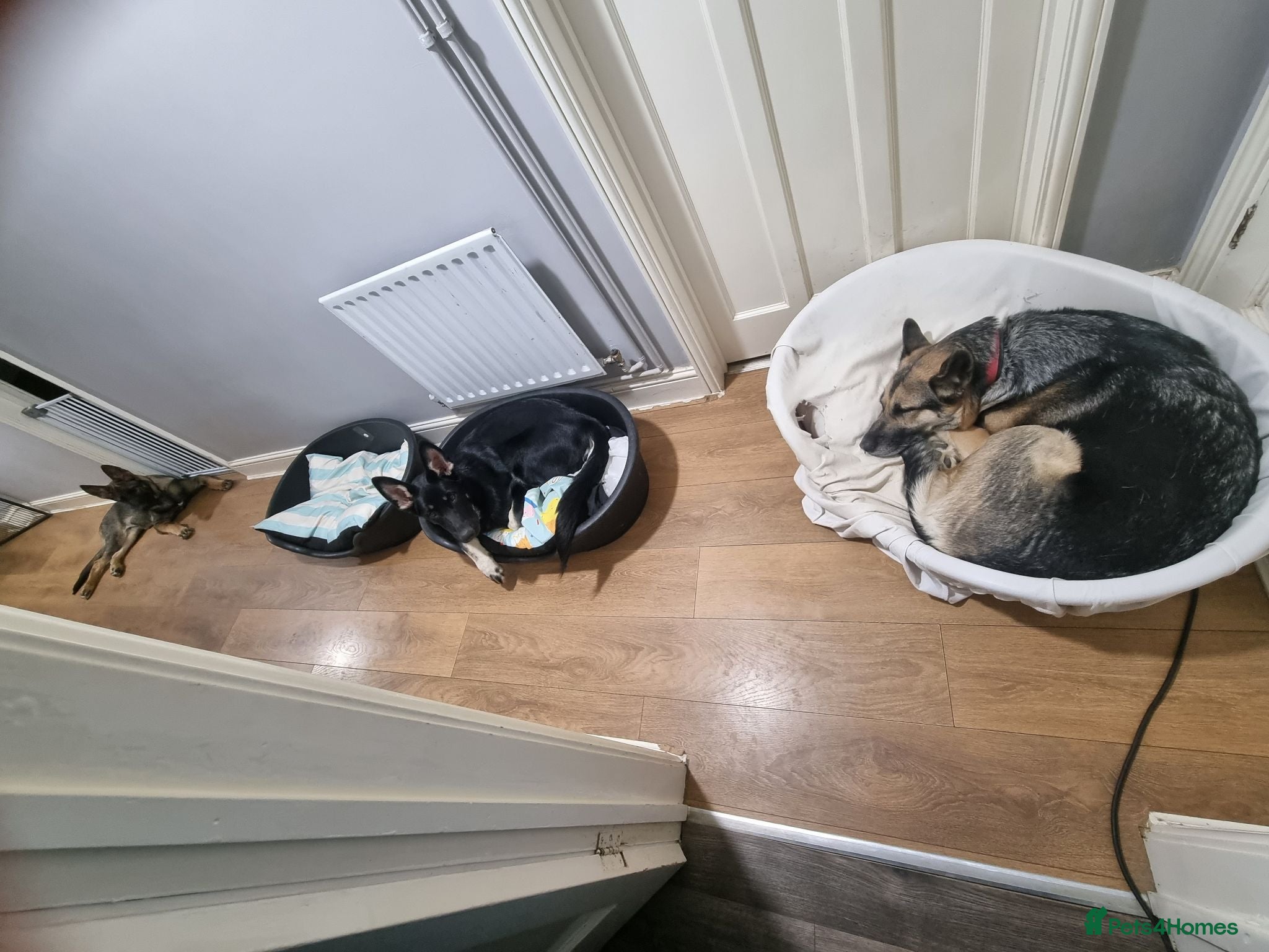 German Shepherd dogs 2 male puppies left - Advert 1