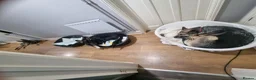 German Shepherd dogs for sale: 2 male puppies left - Advert 1