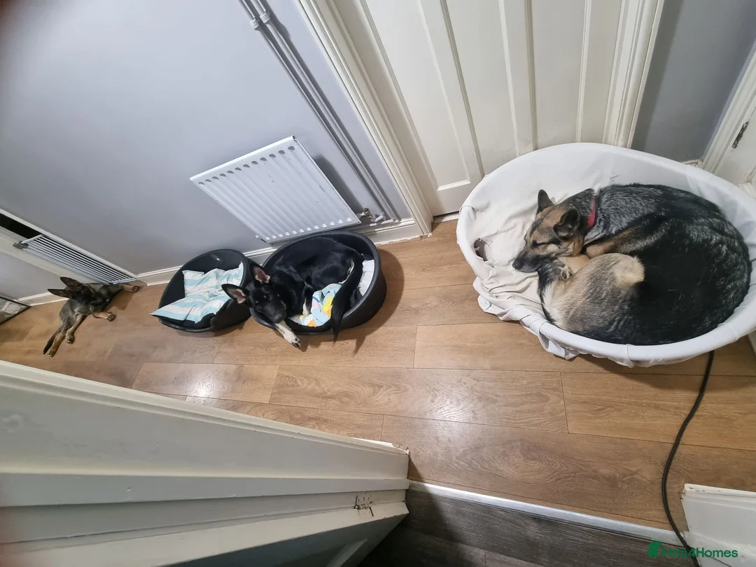 German Shepherd dogs for sale: 2 male puppies left - Advert 1