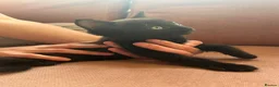 Mixed Breed cats for sale: Two sweet male kittens - Advert 5