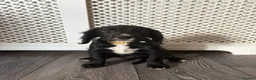 Mixed Breed dogs for sale: Beautiful girl - Advert 4