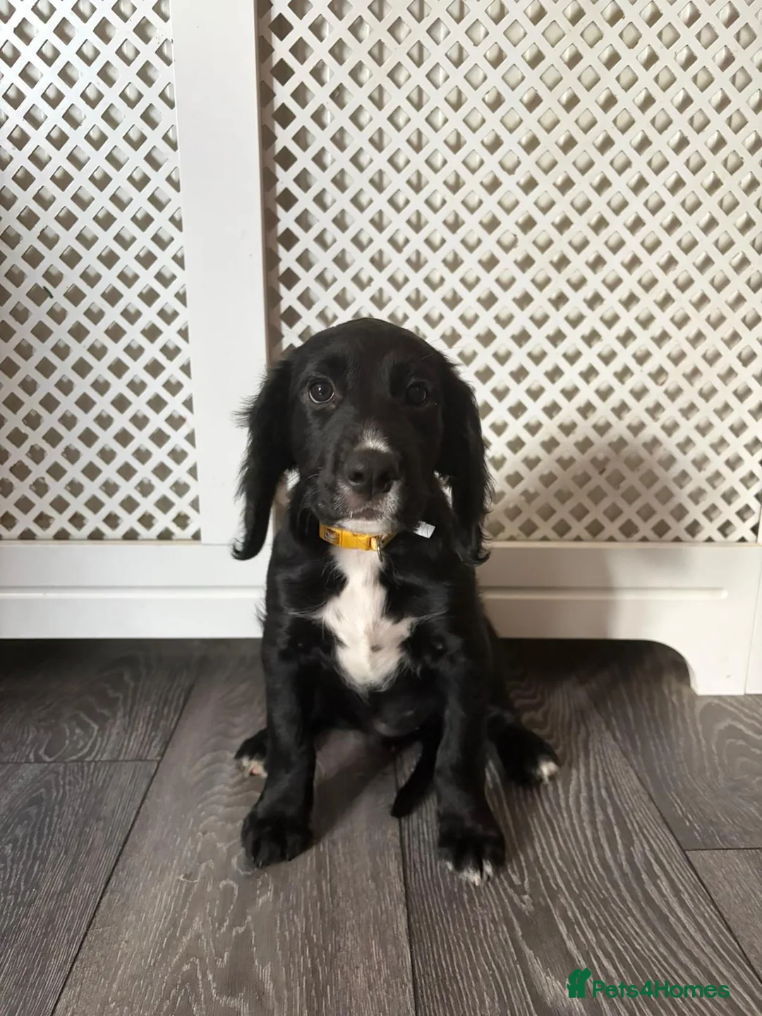 Mixed Breed dogs for sale: Beautiful girl - Advert 4