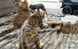 Bengal cats for sale: 12 Bengal Cubs Ready for Their Forever Home - Image 6