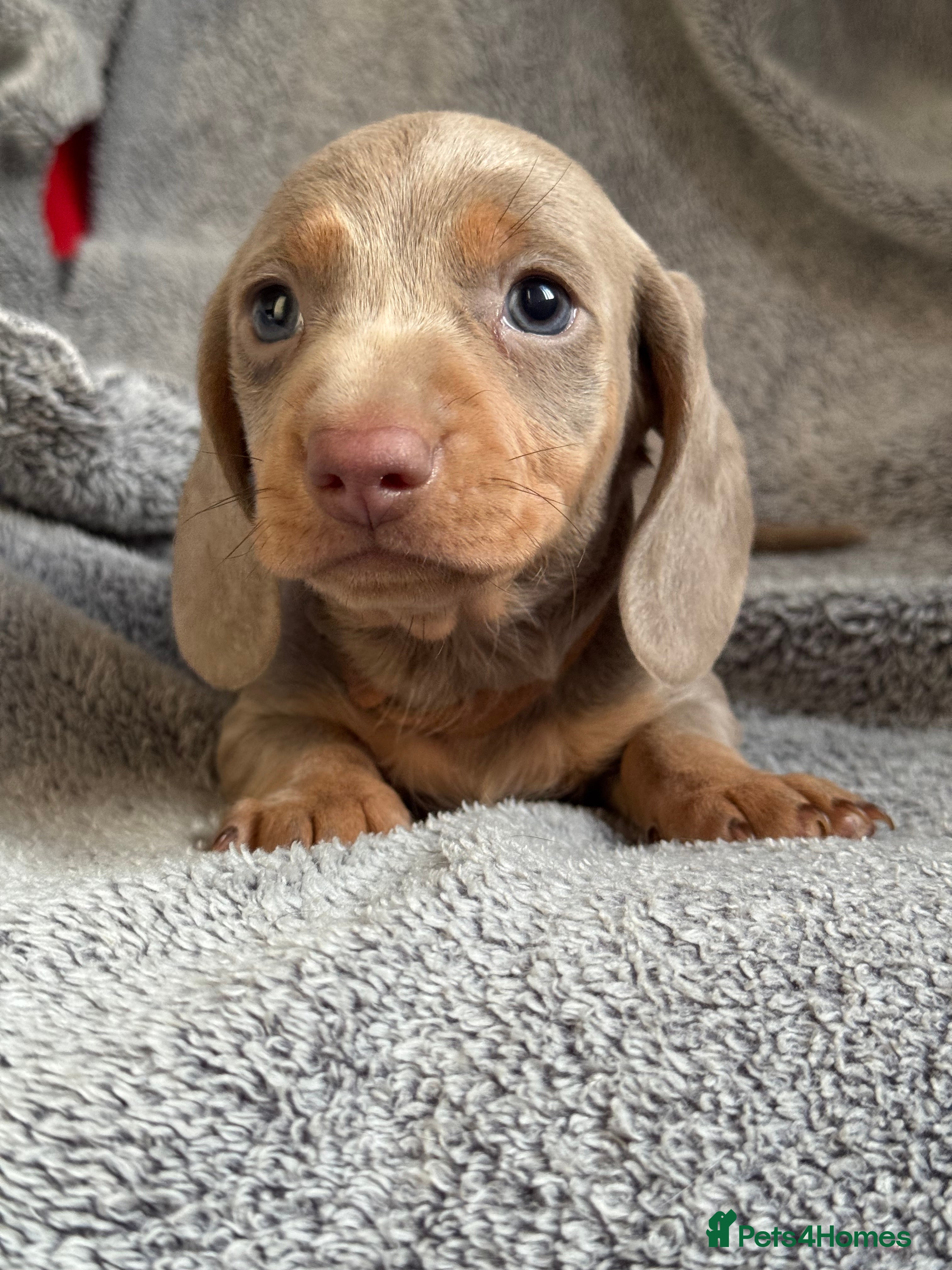 Miniature Dachshund dogs Mini dachshund puppies  - Advert 5
