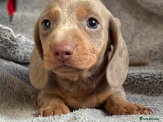 Miniature Dachshund dogs Mini dachshund puppies - Advert 4