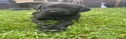 Labrador Retriever dogs for sale: Labrador puppies for sale - Advert 10
