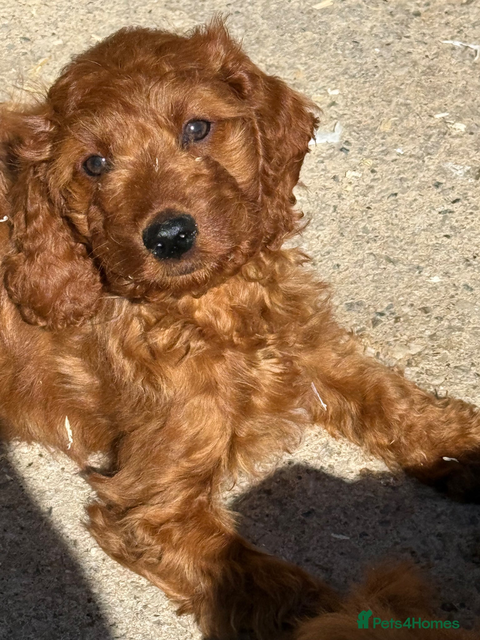 Irish Doodle dogs Ready Now! Irish Doodles - Advert 2