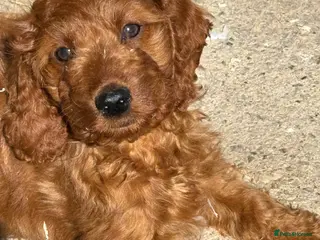 Irish Doodle dogs Ready Now! Irish Doodles - Advert 2