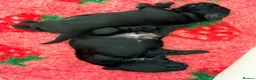 Cocker Spaniel dogs for sale: Beautiful Black Male Show Cocker Pup  - Advert 6