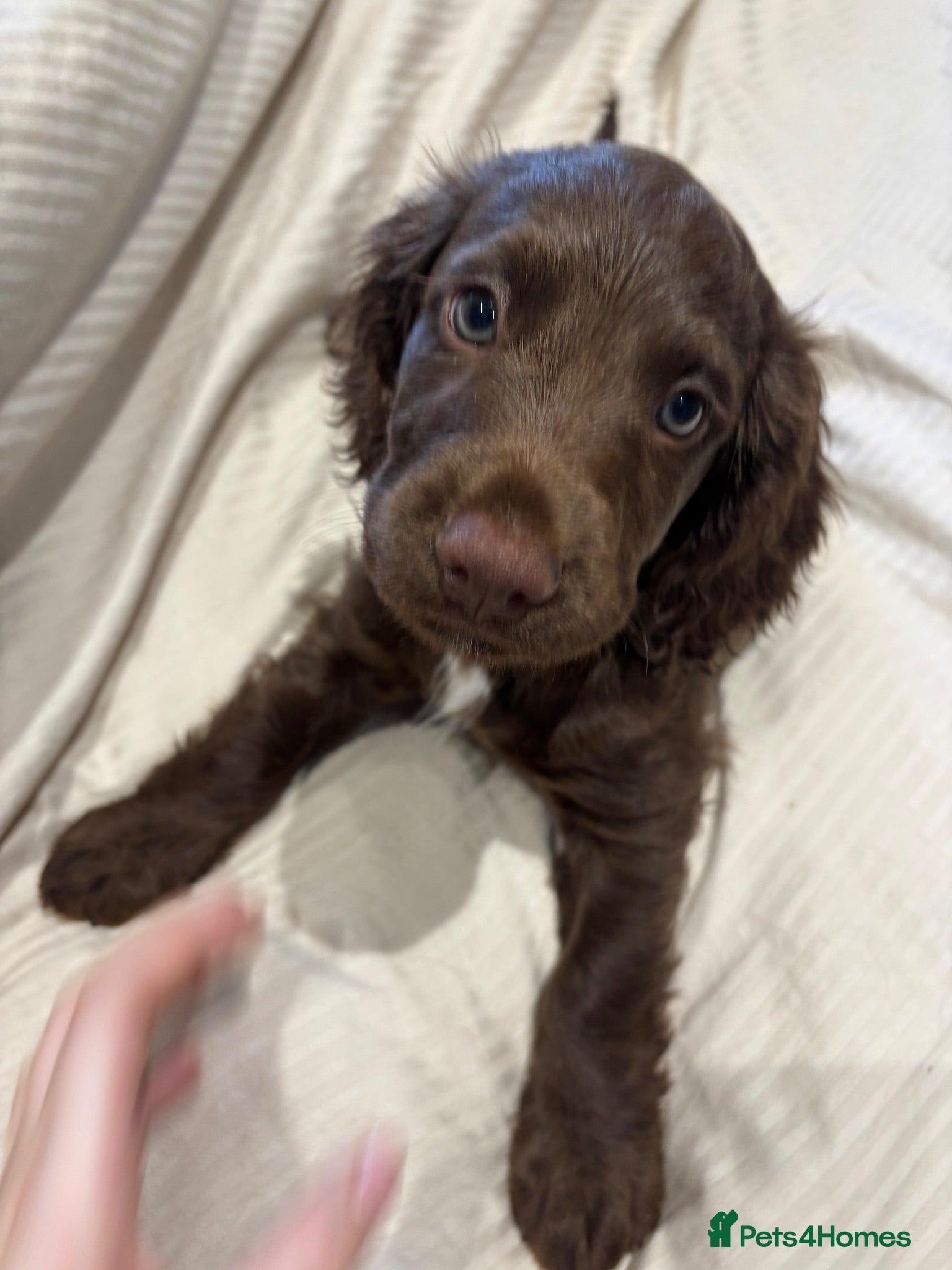 Cocker Spaniel dogs Working cocker spaniels - Advert 1