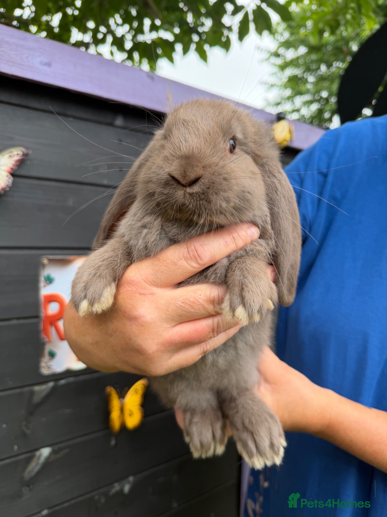 French Lop rabbits French lop  - Advert 1
