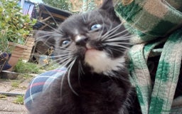 Mixed Breed cats for sale: 4 sweet happy tuxedo kittens - Image 13