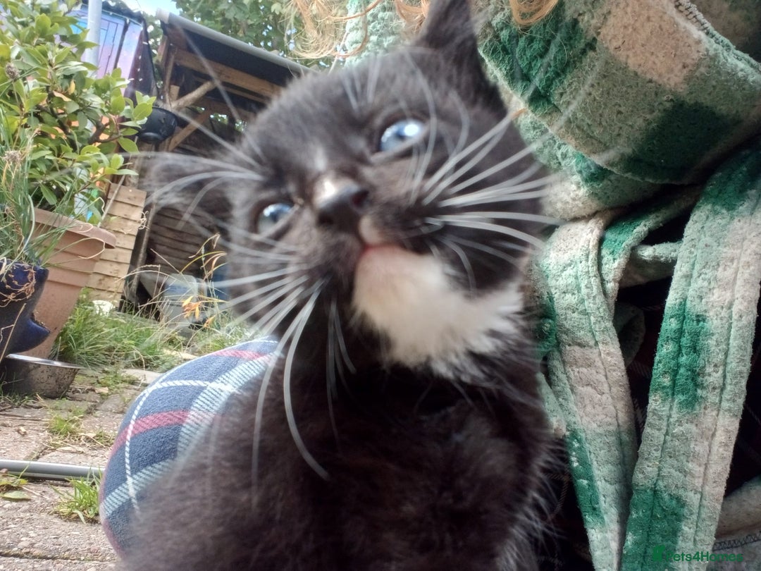 Mixed Breed cats for sale: 4 sweet happy tuxedo kittens - Image 13