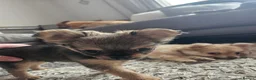 Pomchi dogs for sale: 3 beautiful long-haired Chihuahua x Pomchi pups - Advert 5