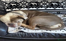 Dorset Olde Tyme Bulldogge dogs for stud: Brock - Image 33