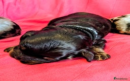 Cavapoo dogs for sale: Beautiful Phantom Merle and Phantom Cavapoos - Image 17