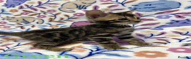 Bengal Kitten Green