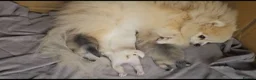 Pomeranian dogs for sale: Amazing toys pomeranian puppies  - Advert 31