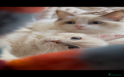 Ragdoll cats for sale: Ragdoll Cherubim Mink Lilac Chocolate TICA - Image 13