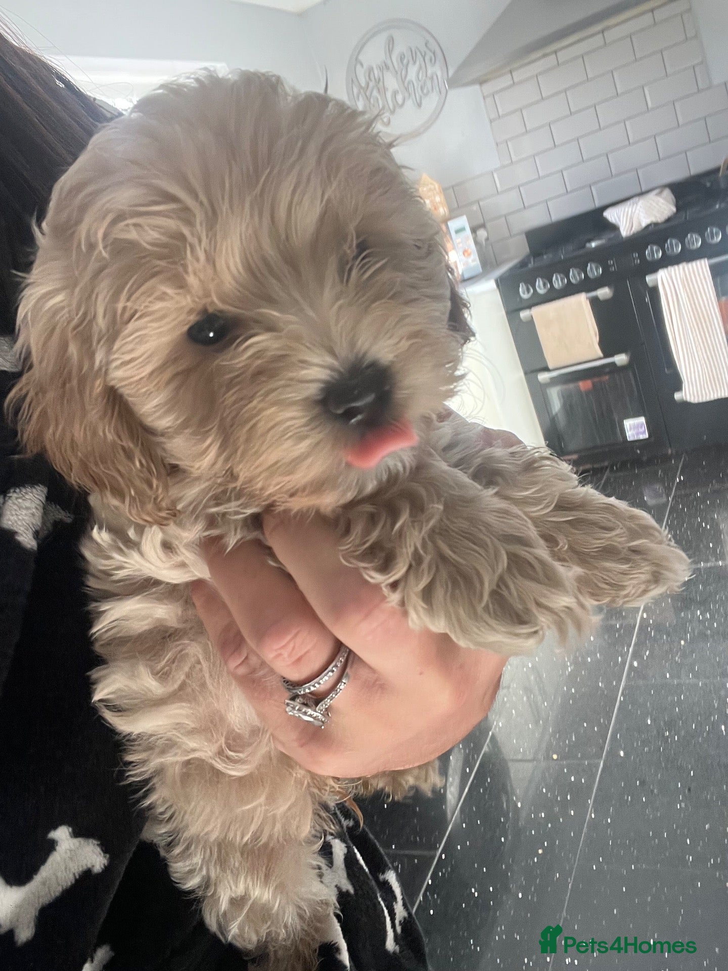 Cockapoo dogs Stunning cockapoo puppys  - Advert 12